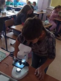 uczeń używa mikroskopu do obserwacji