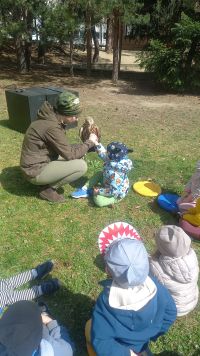 sokoły